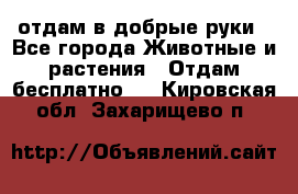 отдам в добрые руки - Все города Животные и растения » Отдам бесплатно   . Кировская обл.,Захарищево п.